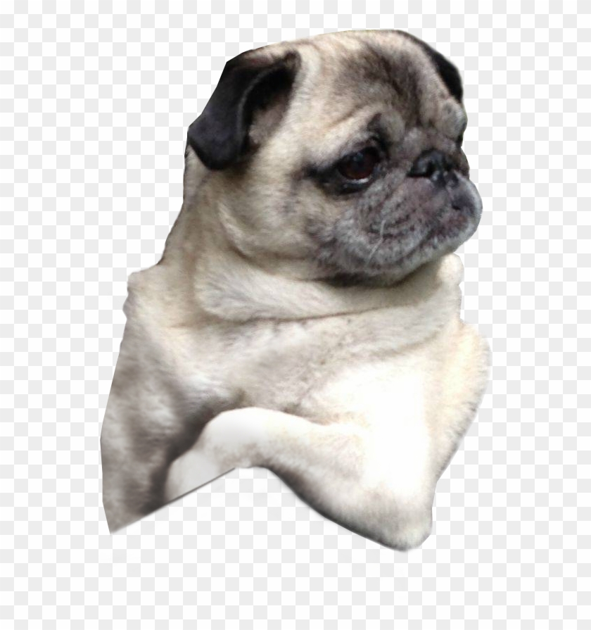 Pug Face Transparent - Pug On Transparent Background Clipart