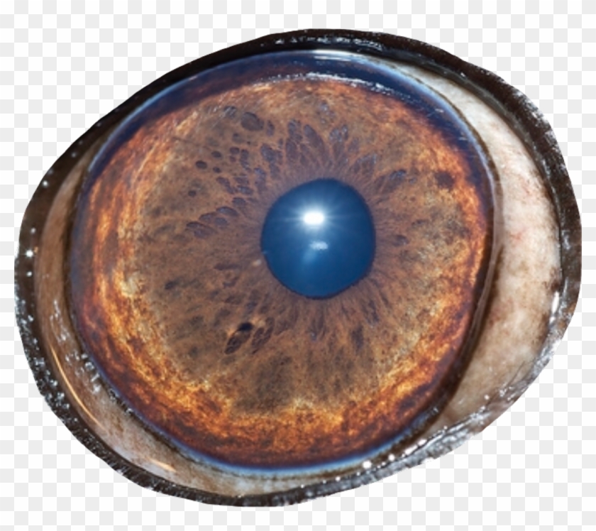 Eye Bloodshot Redeye Bloodshoteyes Face Bigeyes Pug - Circle Clipart