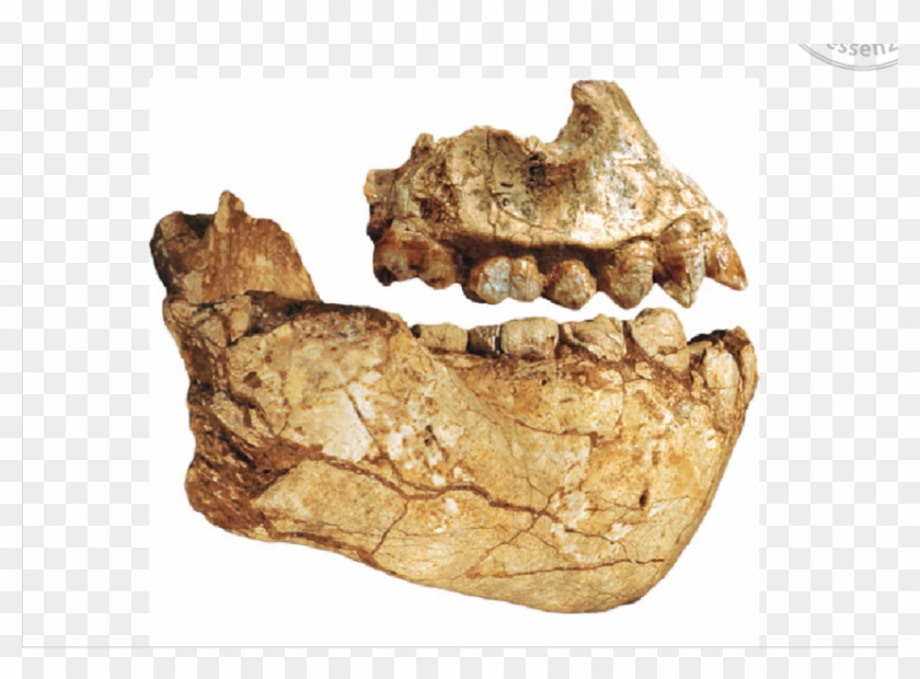 Fossil Jaws And Teeth Of Australopithecus Deyiremeda - Australopithecus Dentes Clipart #1487277