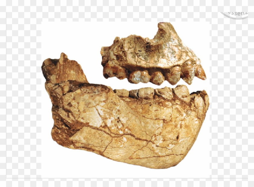 Fossil Jaws And Teeth Of Australopithecus Deyiremeda - Australopithecus Dentes Clipart
