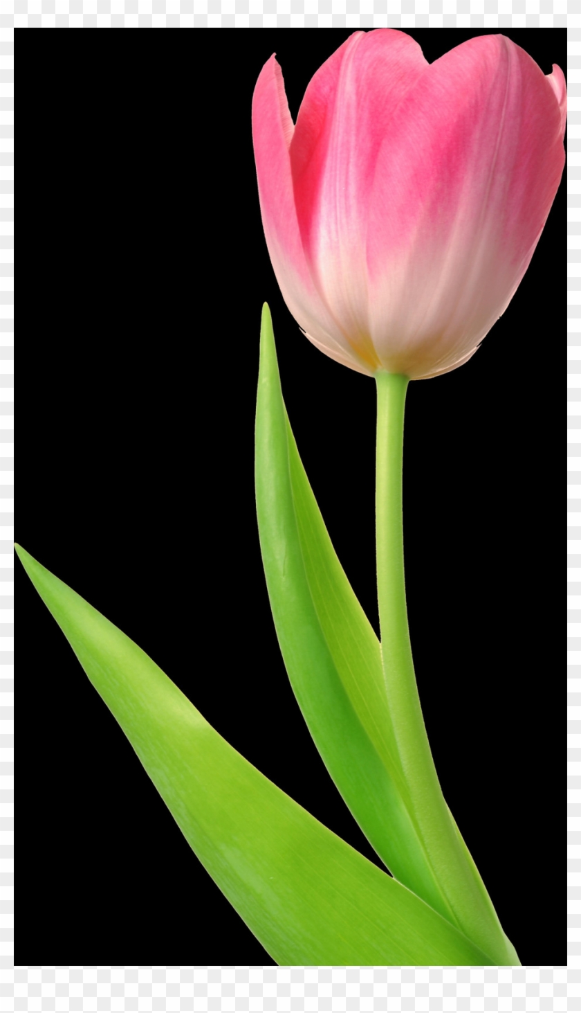 Tulip, Free Pngs - 粉紅 色 鬱金香 Clipart #1488644