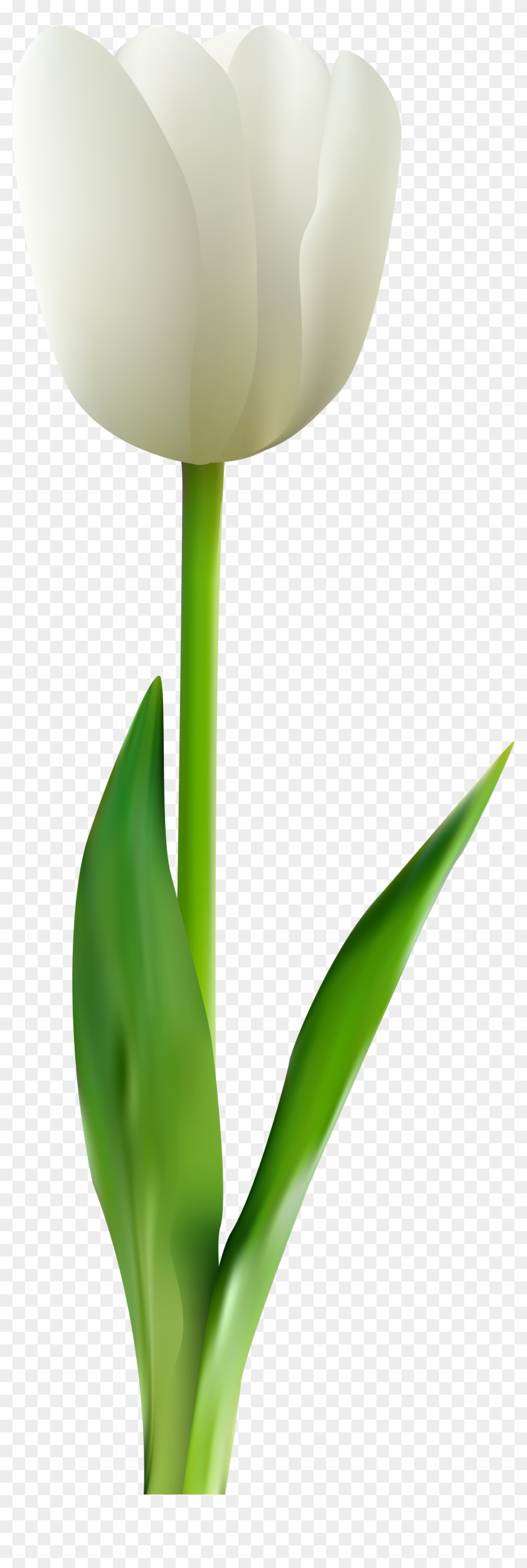 Tulip Flower Clip Art - White Tulip Flower Png Transparent Png