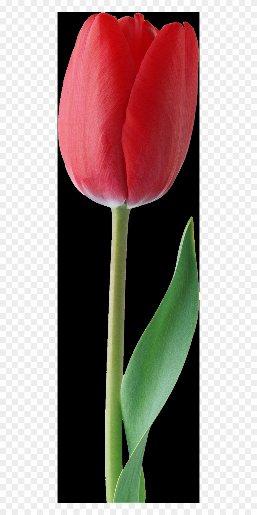 Tulip, Free Pngs - Sprenger's Tulip Clipart #1488818