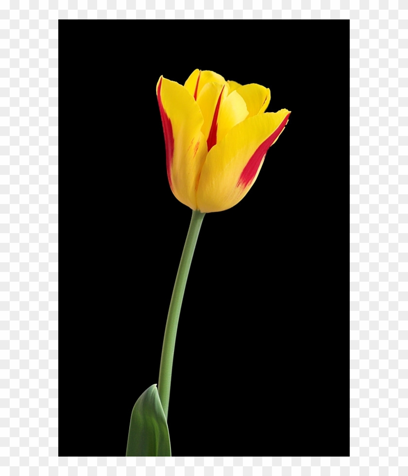 Tulip, Free Pngs - Sprenger's Tulip Clipart #1488976