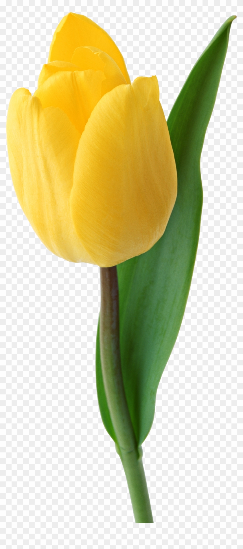 Svg Royalty Free Download Tulip Png Images Free Download Clipart