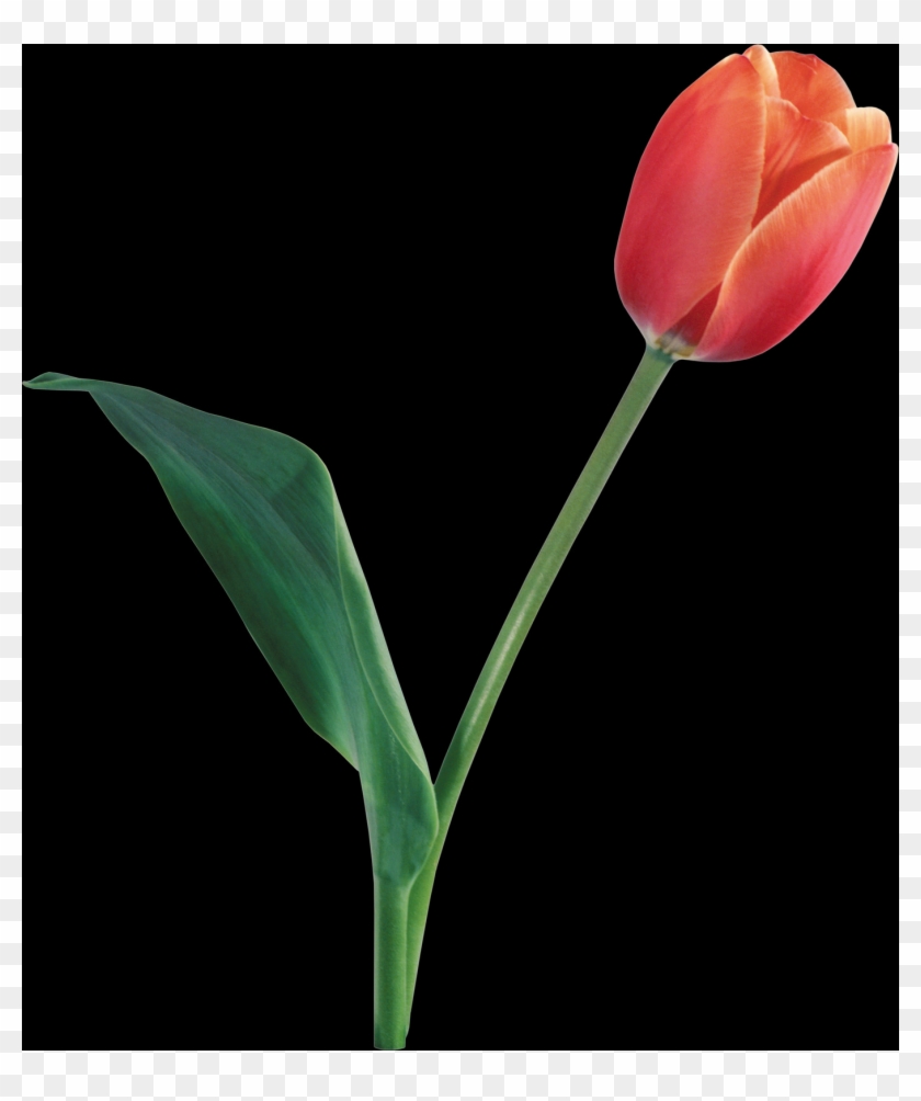 Tulip, Free Pngs - Sprenger's Tulip Clipart #1489095