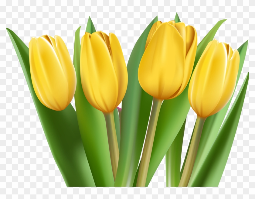 Png Tulips - Sprenger's Tulip Clipart #1489450