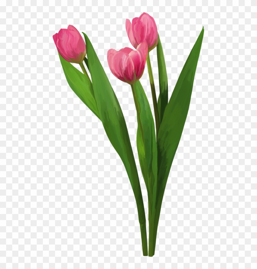 Яндекс - Фотки - Sprenger's Tulip Clipart