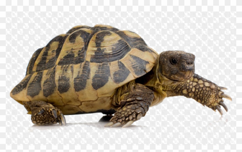 Tortoise Png Image Background - Land Turtle Clipart (#1490238) - PikPng