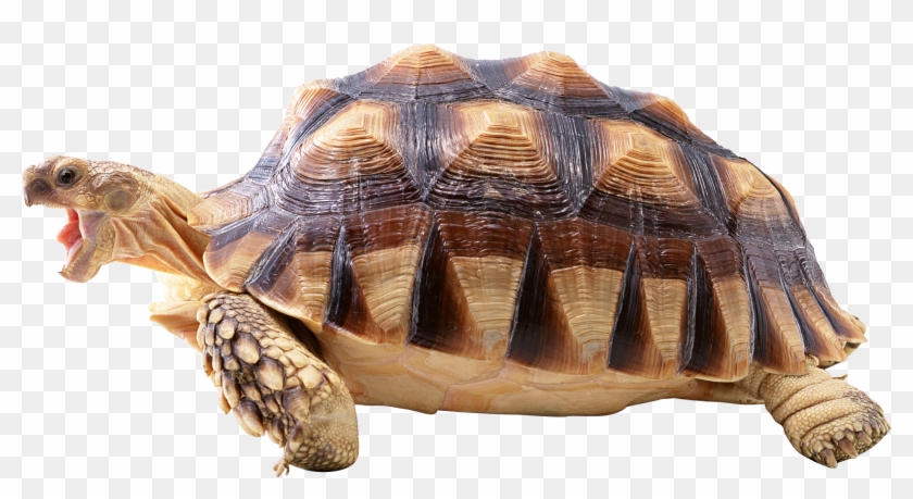 Turtle Png - Turtle Clipart #1490304