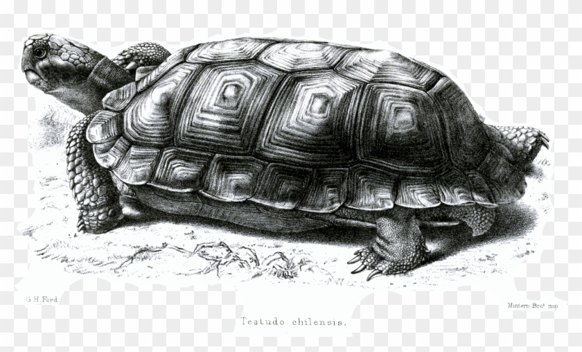 File - Testudochilensisford - Galápagos Tortoise Clipart #1490830