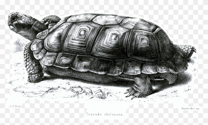 File - Testudochilensisford - Galápagos Tortoise Clipart