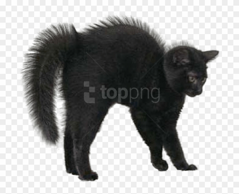 Free Png Black Cat Png Images Transparent - Halloween Real Black Cats Clipart #1490930