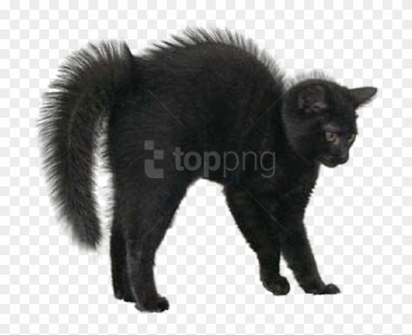 Free Png Black Cat Png Images Transparent - Halloween Real Black Cats Clipart