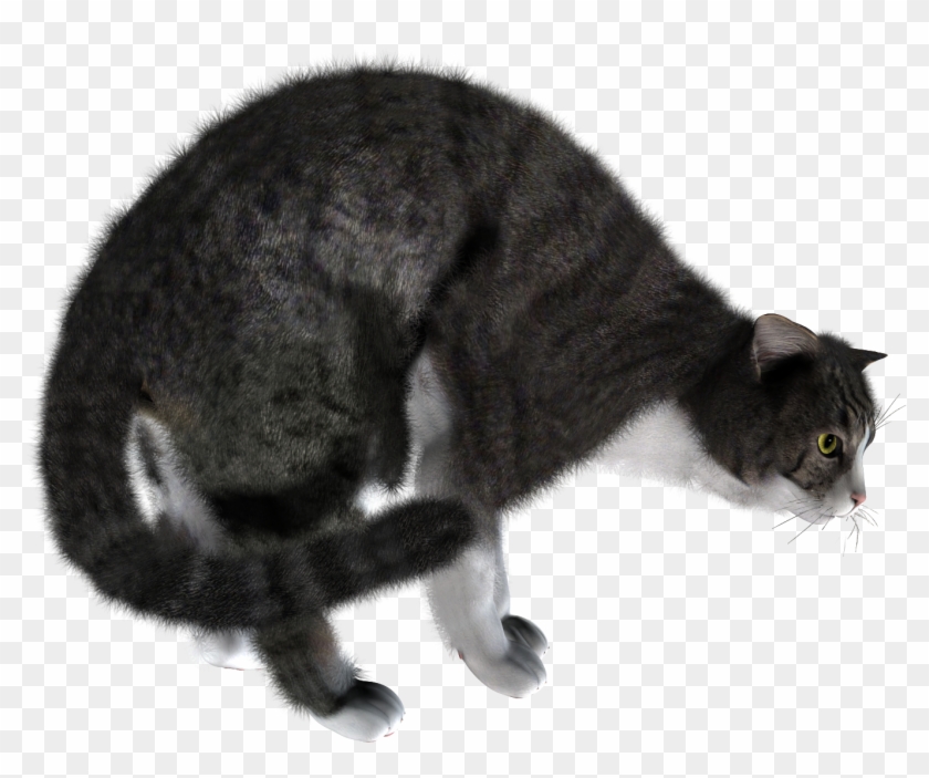 Cat Clipart #1490996