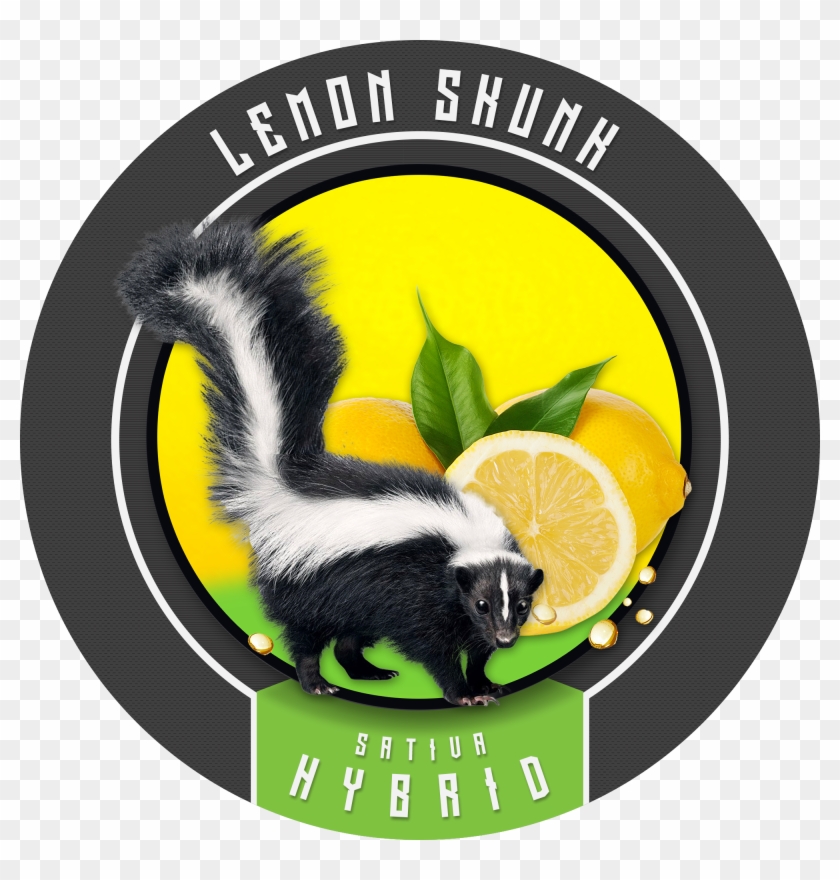 Skunk Png Clipart
