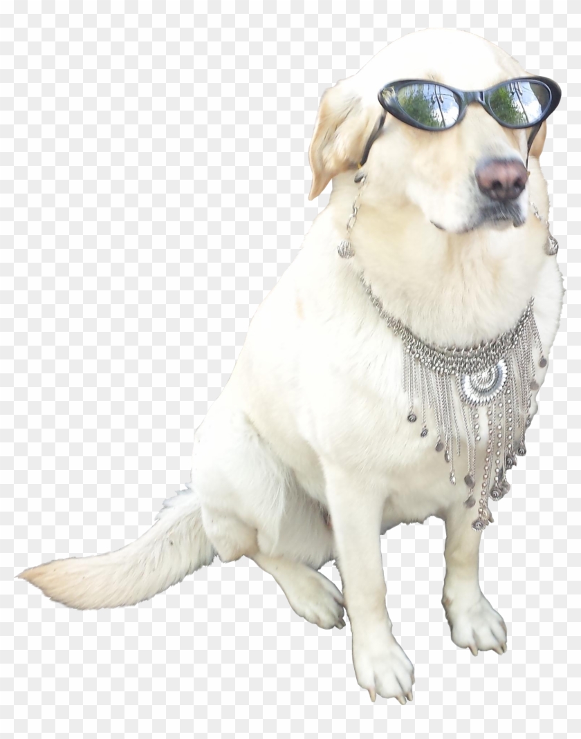 Animalthis Cool - Dog With Sunglasses Transparent Clipart #1492487