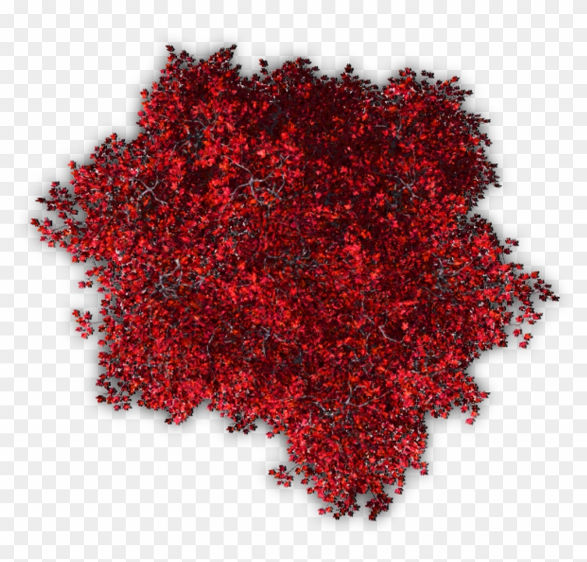 #trees #tree #blossoms #nature #red #autumn #topview - Top View Tree Png Clipart