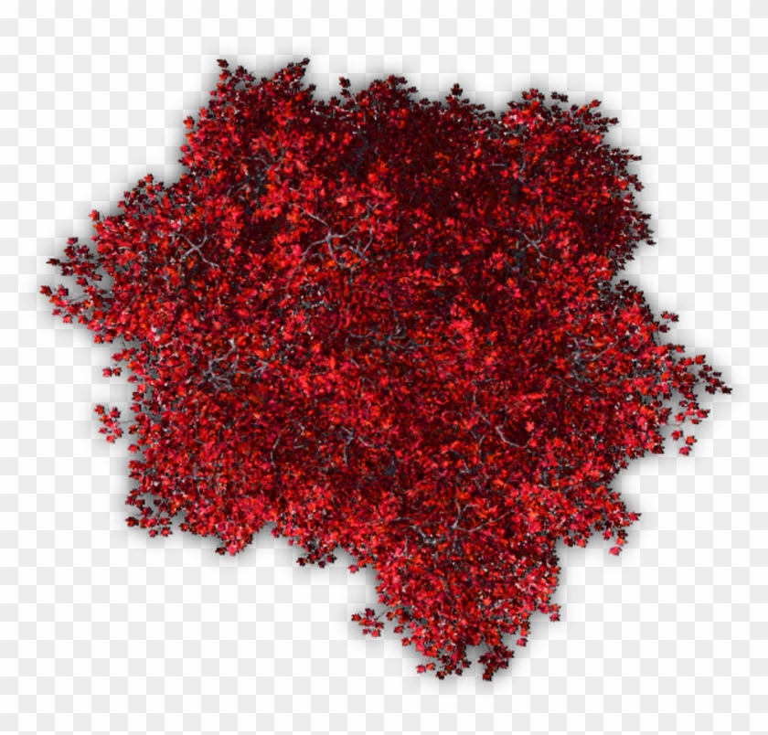 #trees #tree #blossoms #nature #red #autumn #topview - Top View Tree Png Clipart #1492939