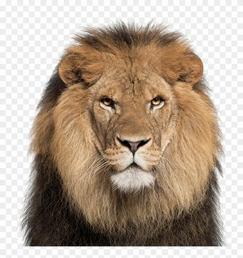 Lion Face White Background , Png Download Clipart #1495755