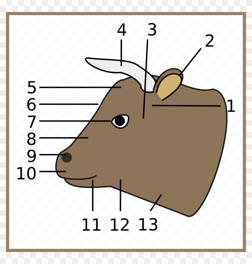 File - Cow, Head-num - Svg - Parts Of Cow Head Clipart #1496157
