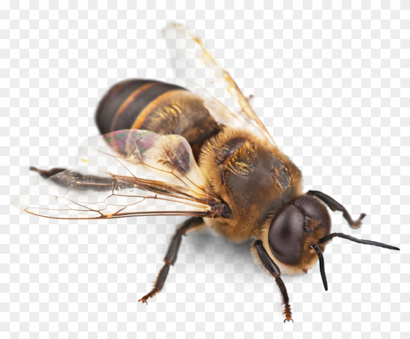 Why We Need To Save The Bees Greenne The Eco Friendly - Bee Honey Transparent Background Clipart #1496390