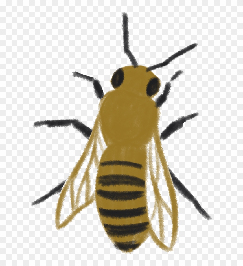 Honey Bee - Honeybee Clipart #1496422