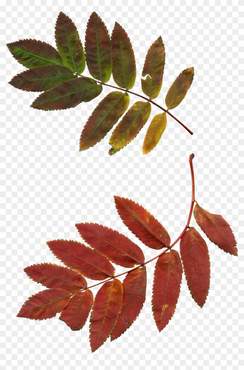 Leaves Autumn Leaves Rowan Clipart 1021412 - Jarzębina Liście - Png Download