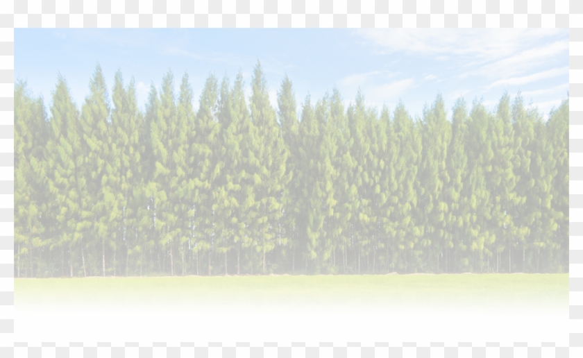 Wpa 360 335 0208 Wpa@westernpallet - Shortleaf Black Spruce Clipart