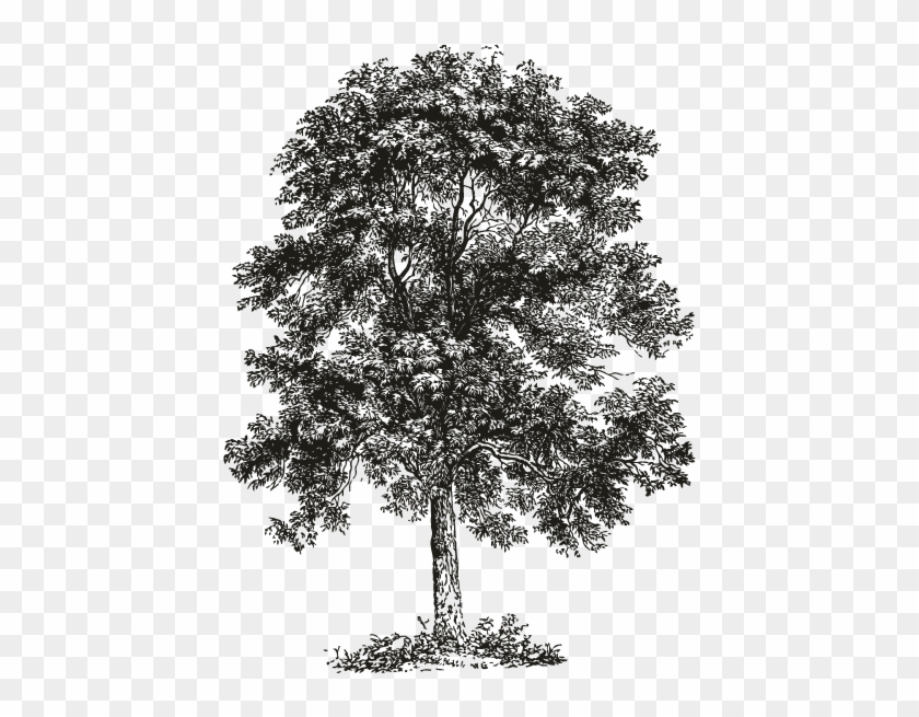 Smock Ash Tree Motif - Ash Tree Black And White Clipart #150045