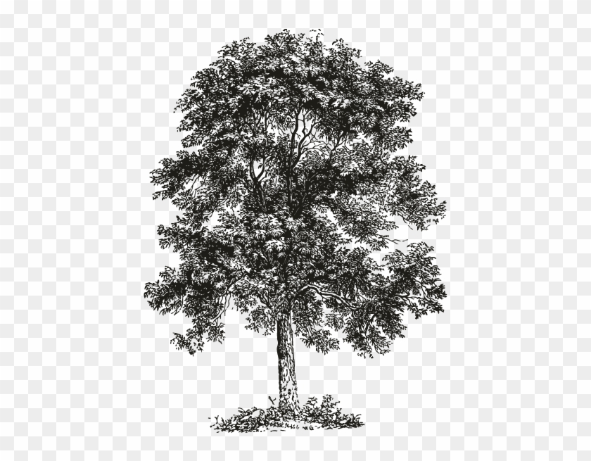 Smock Ash Tree Motif - Ash Tree Black And White Clipart