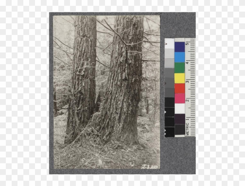 Secondgrowth Redwood Yield Study - Tree Clipart