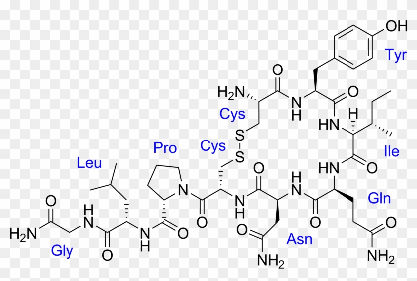 Oxytocin With Labels - People Think Of Love What Love Actually Clipart