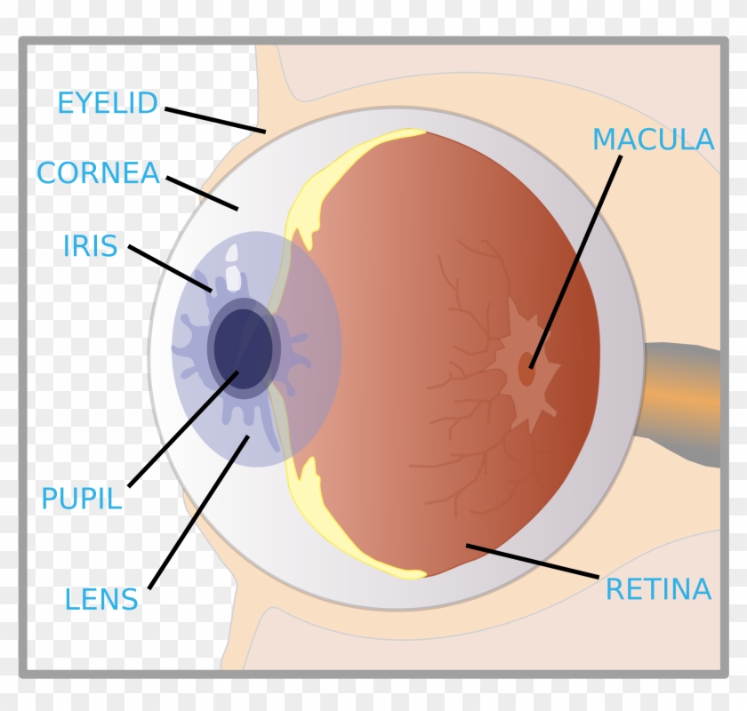 This Free Icons Png Design Of Eye With Labels Clipart