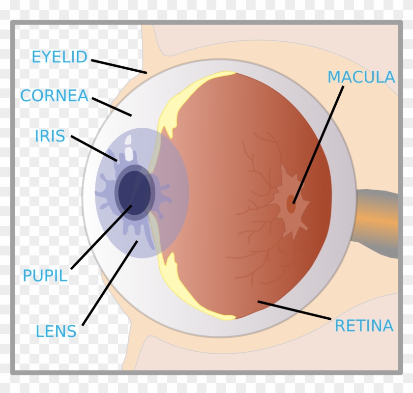 This Free Icons Png Design Of Eye With Labels Clipart #150542