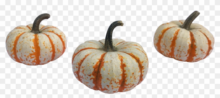 Tiger Striped Pumpkins - Pumpkin Clipart #150821