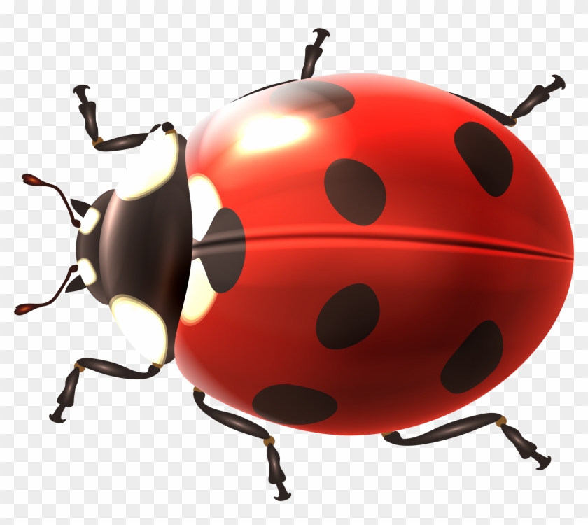 Ladybug Png Clipart #151431