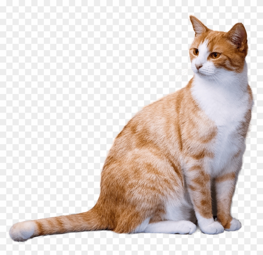 1280 X 1180 9 - Cat Transparent Background Clipart #151657