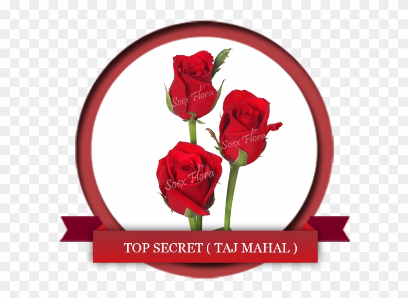 Deep Red Rose Symbol Of Love Top Secret Also Known - Taj Mahal In Rose Clipart #151877
