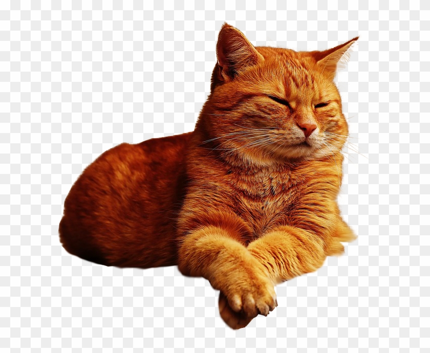Ginger Cat Lazing Png Image Transparent Background - Cat With No Background Clipart #152034