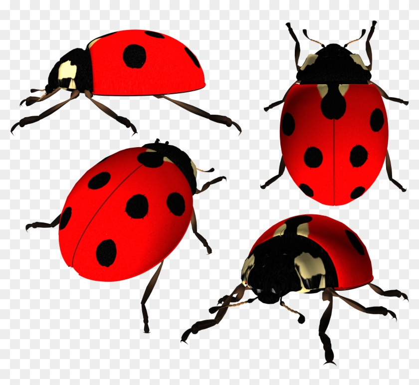 Ladybug Transparent Png Images - เต่าทอง Png Clipart #152206