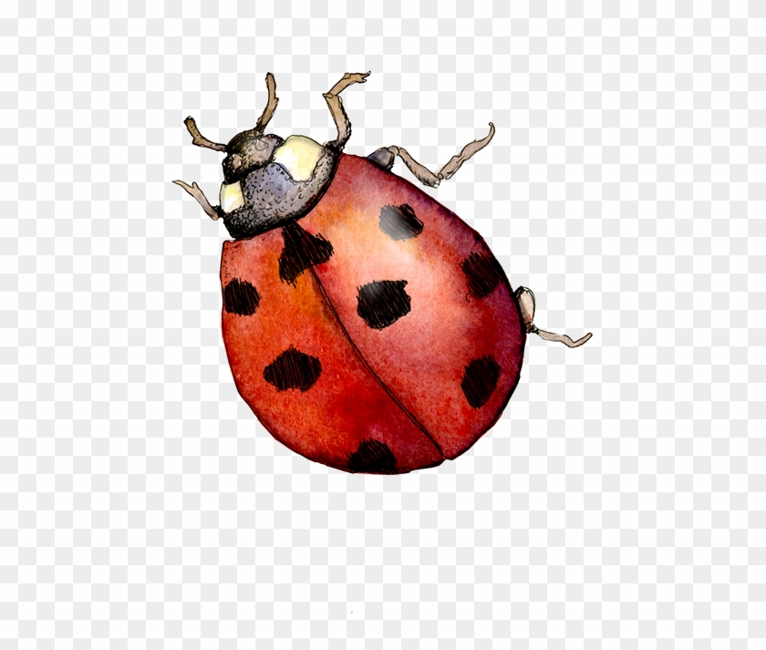 Ladybird Painting Asheville Sketchbook Toyota Camry - Watercolor Ladybug Free Clipart #152345