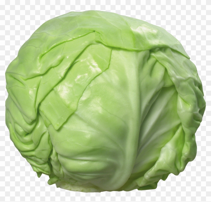 Cabbage - Cabbage Png Clipart #152389