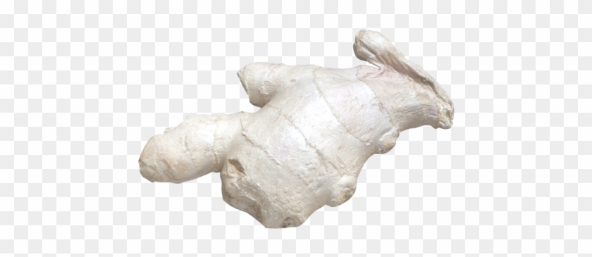 Ginger - Carving Clipart