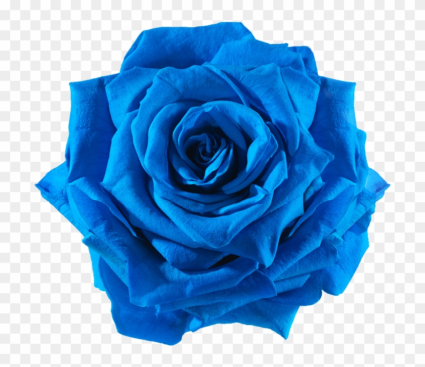 Blue Rose Flower Png - Blue Flowers Png Transparent Clipart