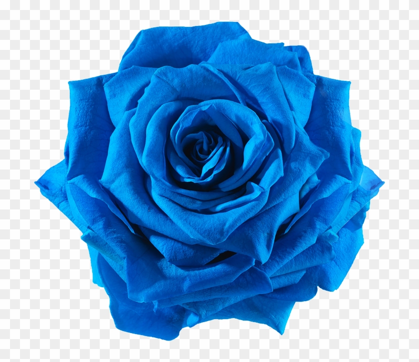 Blue Rose Flower Png - Blue Flowers Png Transparent Clipart #152475
