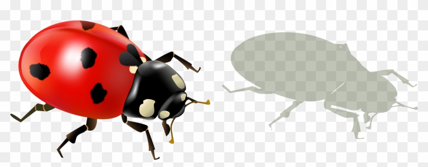 Lady Bugs With Transparent Background Clipart