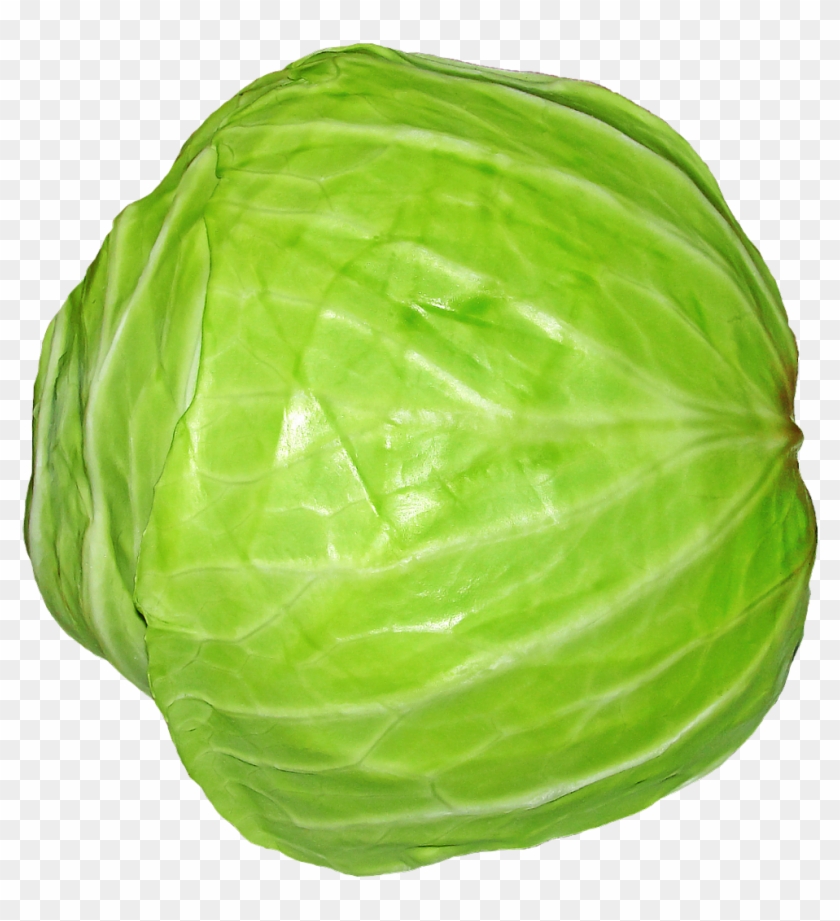Pluspng - Cabbage Png - Cabbage Png Clipart #152664