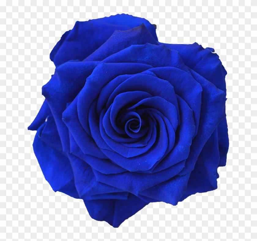 Blue Rose Flower Navy Blue Clip Art - Dark Blue Flower Png Transparent Png #152747