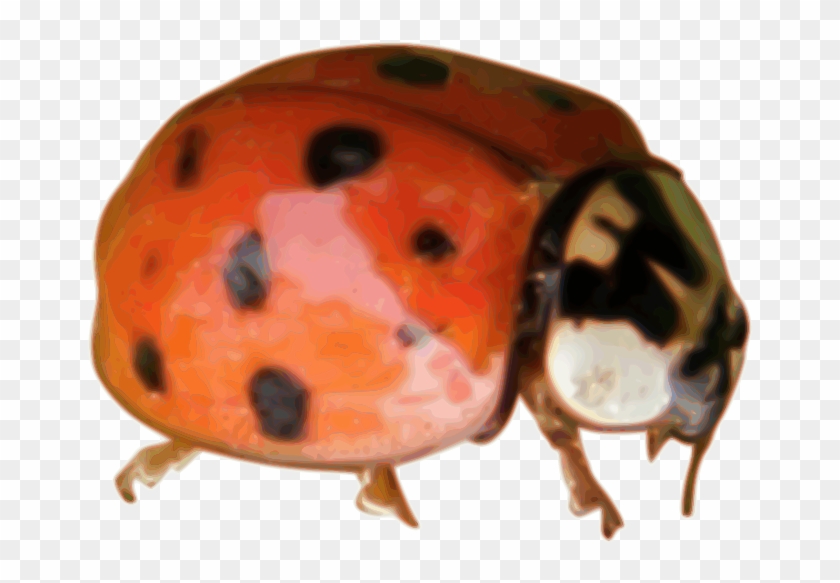Ladybug Clipart #152941
